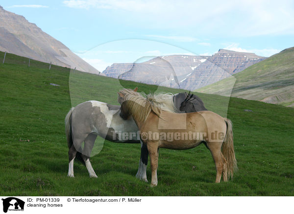 Islandpferde bei der Fellpflege / cleaning horses / PM-01339