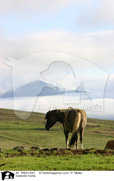 Islandpferd / Icelandic horse / PM-01343