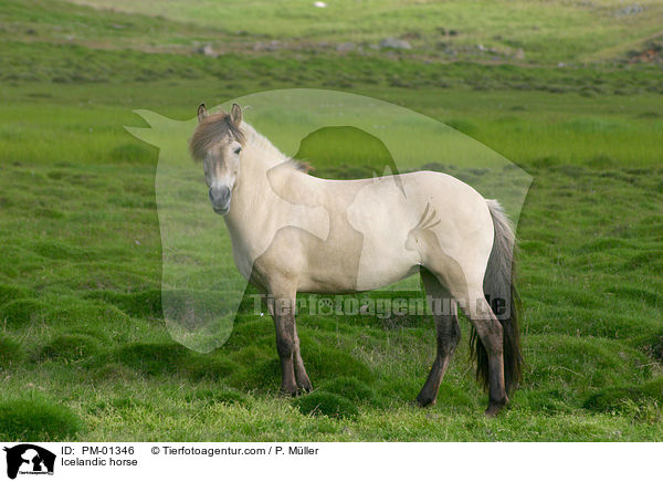 Islandpferd / Icelandic horse / PM-01346