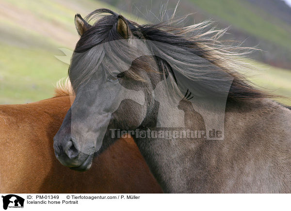Islandpony Portrait / Icelandic horse Portrait / PM-01349