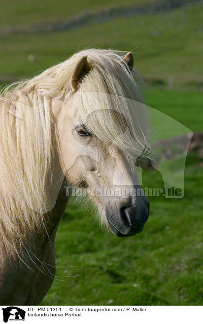 Islandpony Portrait / Icelandic horse Portrait / PM-01351
