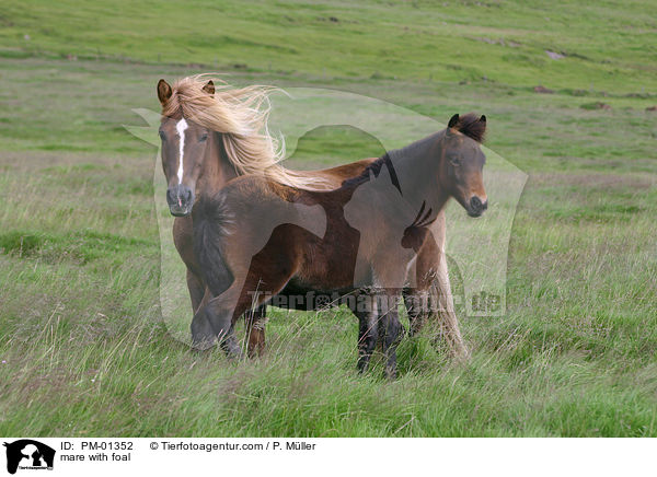 Stute mit Fohlen / mare with foal / PM-01352