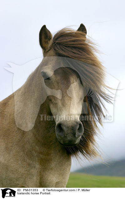 Islandpony Portrait / Icelandic horse Portrait / PM-01353