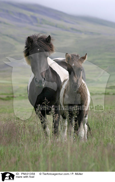 Stute mit Fohlen / mare with foal / PM-01358