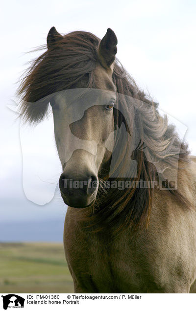 Islandpony Portrait / Icelandic horse Portrait / PM-01360