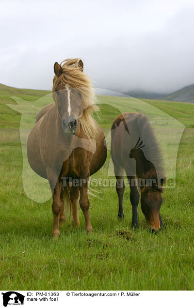 Stute mit Fohlen / mare with foal / PM-01363