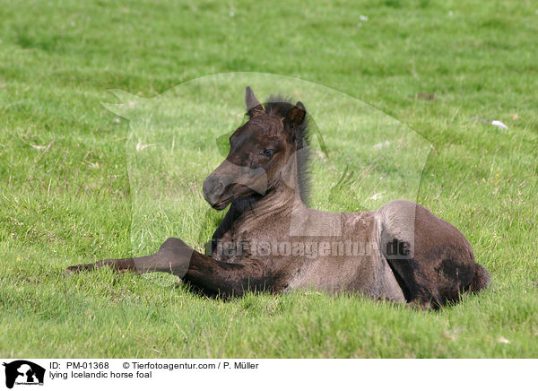 liegendes Islandpony Fohlen / lying Icelandic horse foal / PM-01368