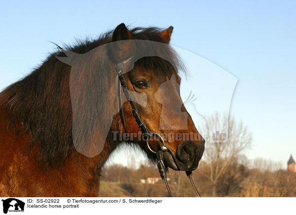 Islnder Portrait / Icelandic horse portrait / SS-02922