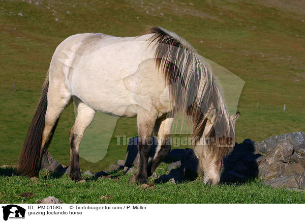 grasender Islnder / grazing Icelandic horse / PM-01585