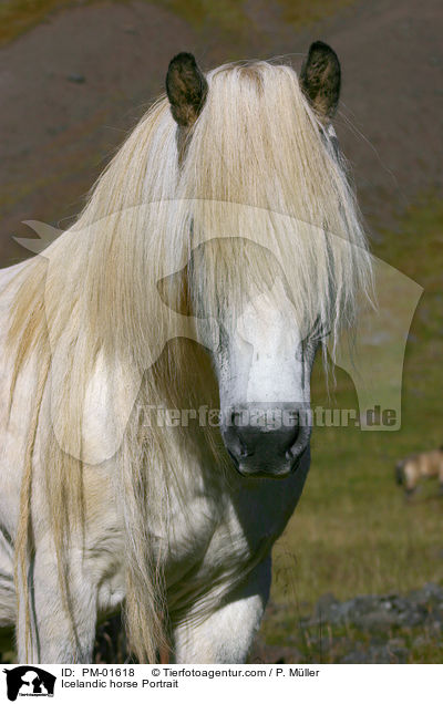 Islandpony Portrait / Icelandic horse Portrait / PM-01618