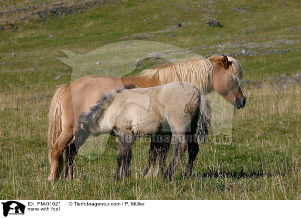 Stute mit Fohlen / mare with foal / PM-01621
