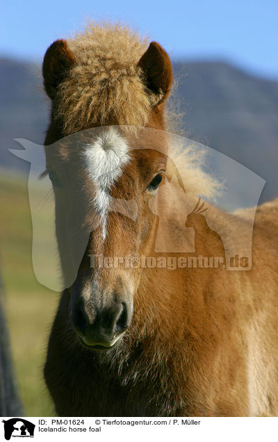 Islnder Fohlen / Icelandic horse foal / PM-01624