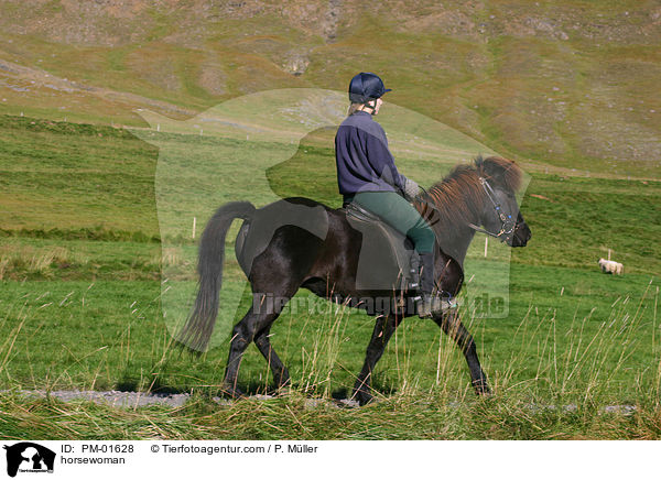 Reiterin auf Islnder / horsewoman / PM-01628