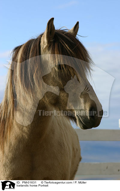 Islnder Portrait / Icelandic horse Portrait / PM-01631