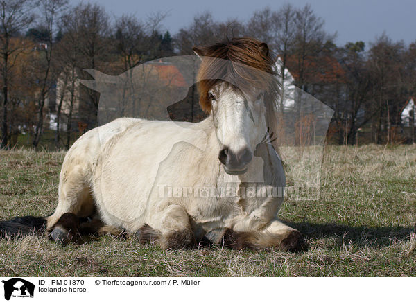 Islnder / Icelandic horse / PM-01870