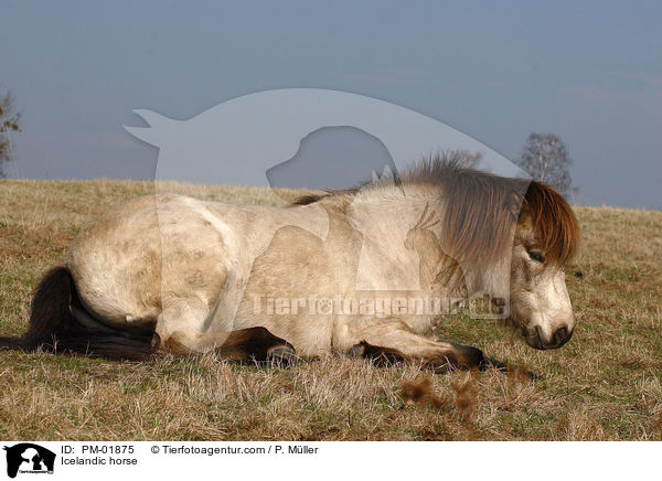 Islnder / Icelandic horse / PM-01875