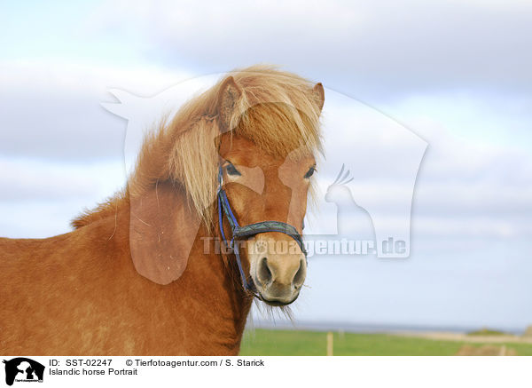 Islandpferd Portrait / Islandic horse Portrait / SST-02247