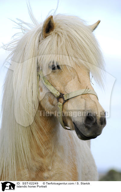 Islandpferd Portrait / Islandic horse Portrait / SST-02249