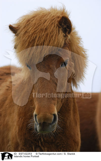 Islandpferd Portrait / Islandic horse Portrait / SST-02253