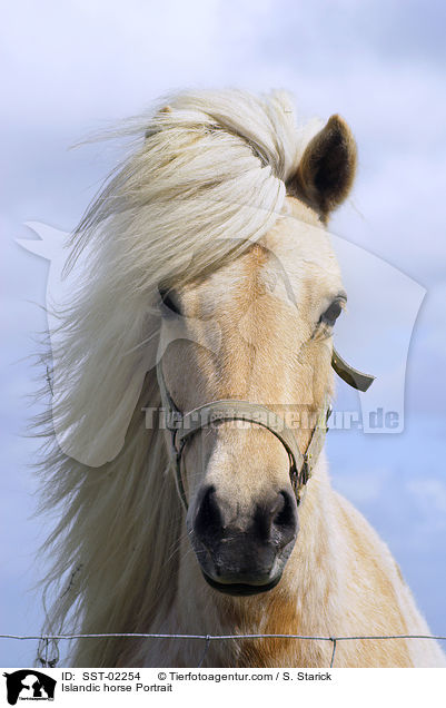 Islandpferd Portrait / Islandic horse Portrait / SST-02254