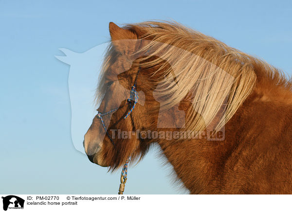 Islnder Portrait / icelandic horse portrait / PM-02770
