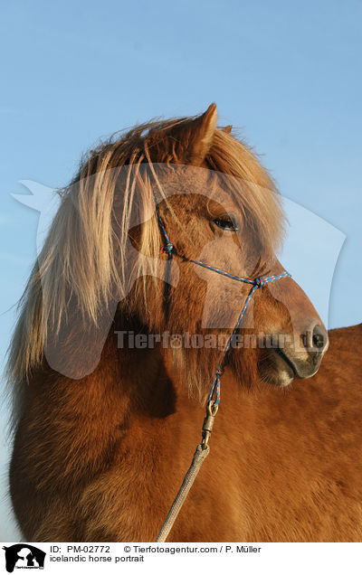 Islnder Portrait / icelandic horse portrait / PM-02772