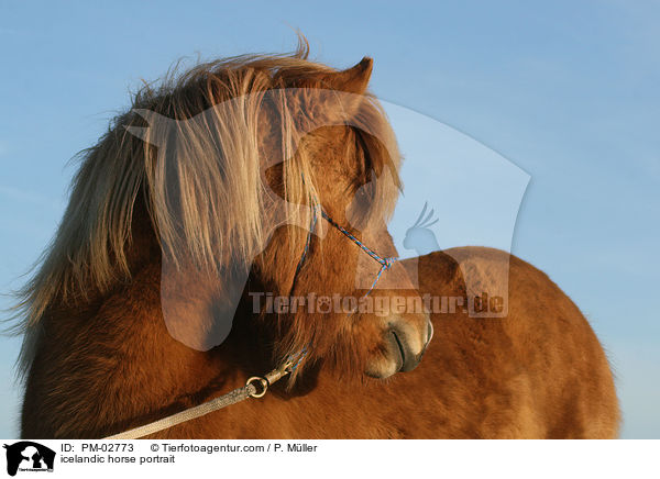 Islnder Portrait / icelandic horse portrait / PM-02773