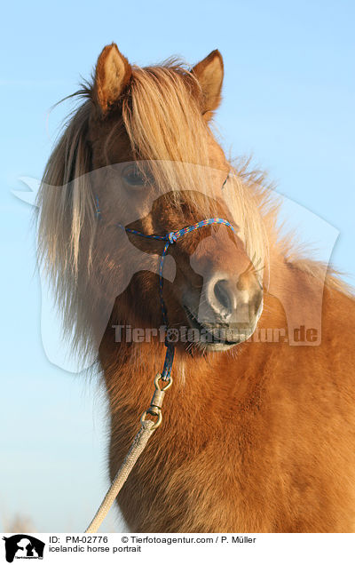 Islnder Portrait / icelandic horse portrait / PM-02776