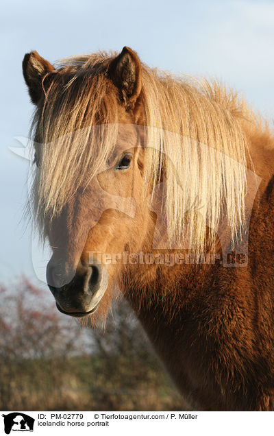 Islnder Portrait / icelandic horse portrait / PM-02779