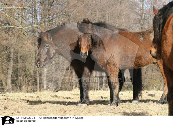 Islnder / icelandic horse / PM-02791