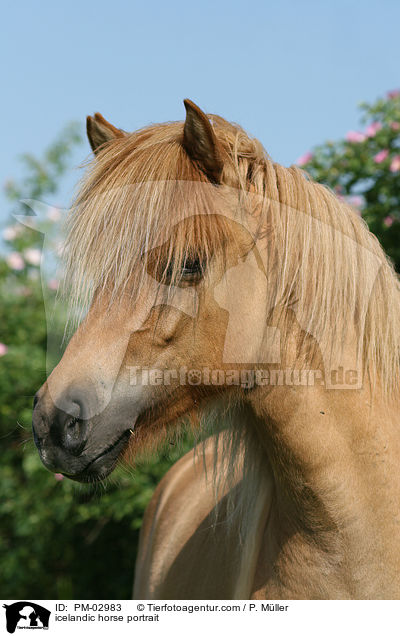 Islnder Portrait / icelandic horse portrait / PM-02983