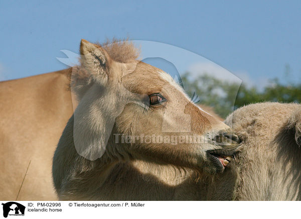 Islnder / icelandic horse / PM-02996