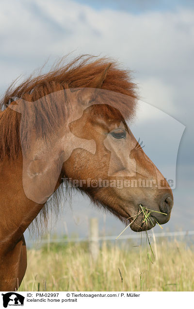 Islnder Portrait / icelandic horse portrait / PM-02997