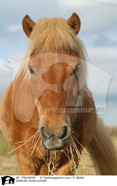 icelandic horse portrait / PM-03000