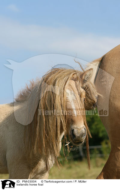 icelandic horse foal / PM-03004