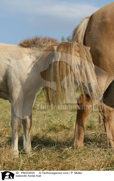 icelandic horse foal / PM-03005