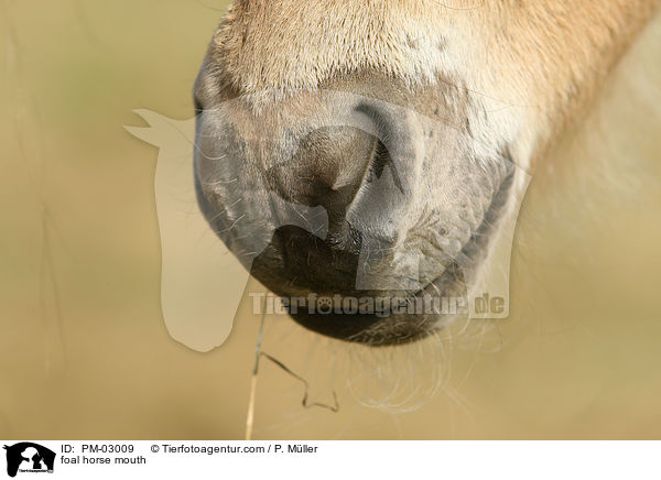 foal horse mouth / PM-03009