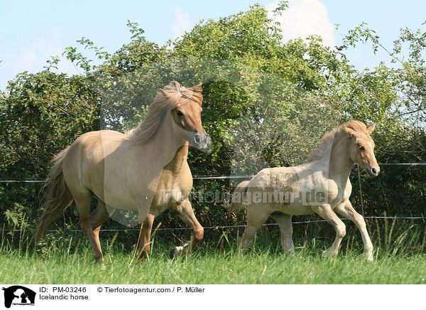 Islnder / Icelandic horse / PM-03246