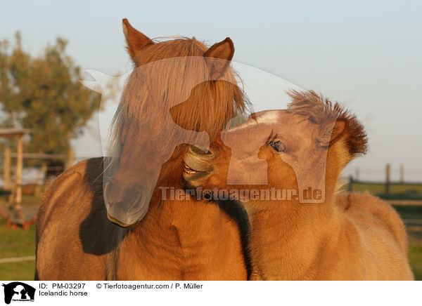 Islnder / Icelandic horse / PM-03297