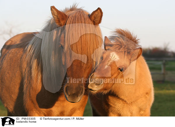 Islnder / Icelandic horse / PM-03305