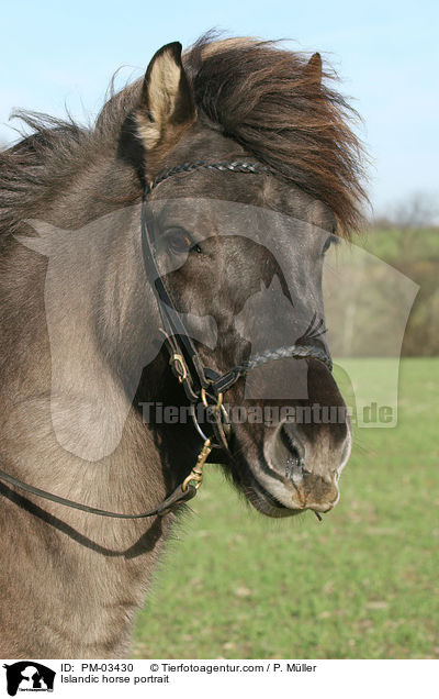 Islnder Portrait / Islandic horse portrait / PM-03430