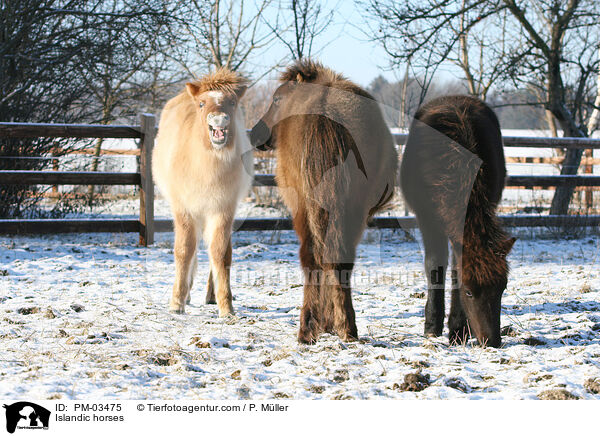 Islnder / Islandic horses / PM-03475