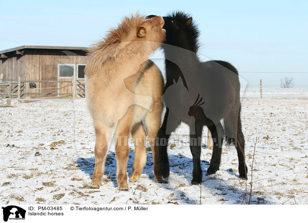 Islnder / Islandic horses / PM-03485
