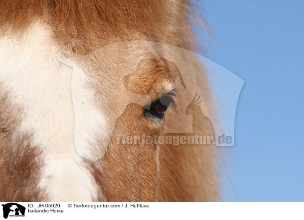 Islnder / Icelandic Horse / JH-05020