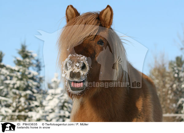 Icelandic horse in snow / PM-03635