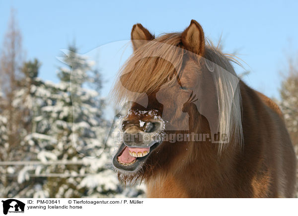 yawning Icelandic horse / PM-03641