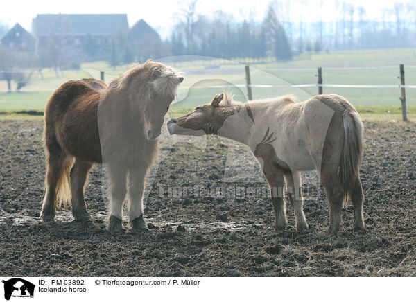 Islnder / Icelandic horse / PM-03892