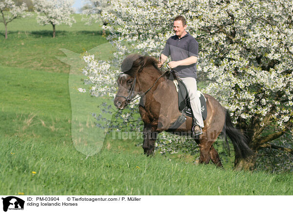 Freizeitreiten auf Islndern / riding Icelandic Horses / PM-03904