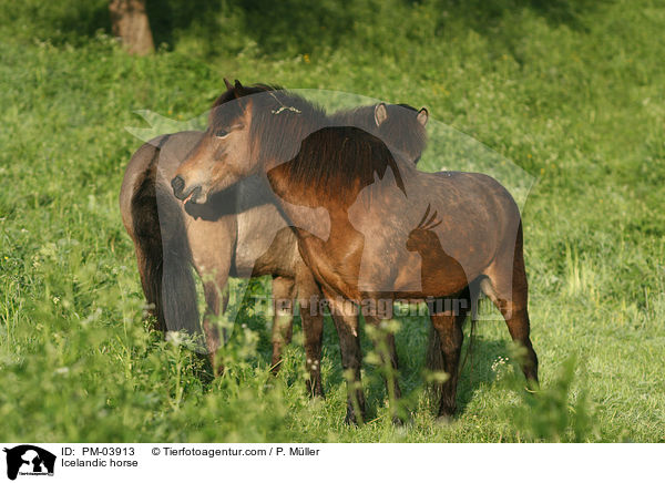 Islnder / Icelandic horse / PM-03913