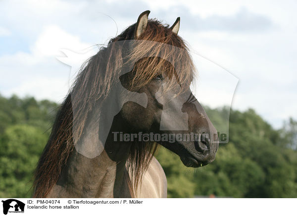 Islnderhengst / Icelandic horse stallion / PM-04074